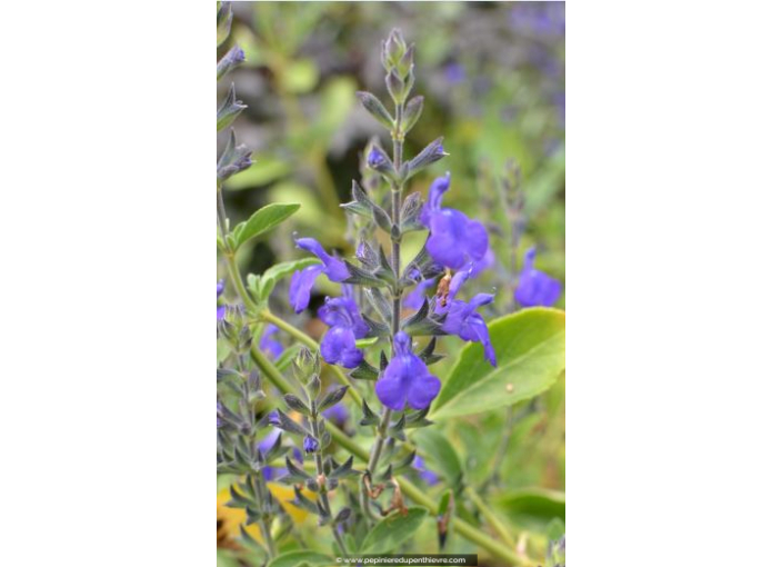 SALVIA 'Blue Note'®