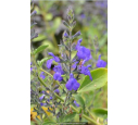 SALVIA 'Blue Note'®