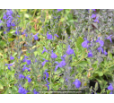 SALVIA 'Blue Note'®