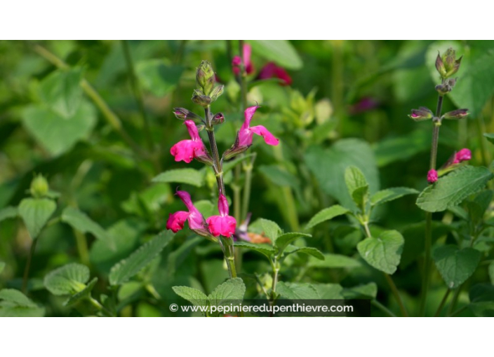 SALVIA microphylla 'Cerro Potosi'