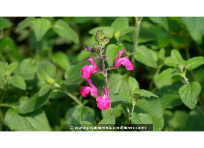 SALVIA microphylla 'Cerro Potosi'