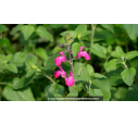 SALVIA microphylla 'Cerro Potosi'