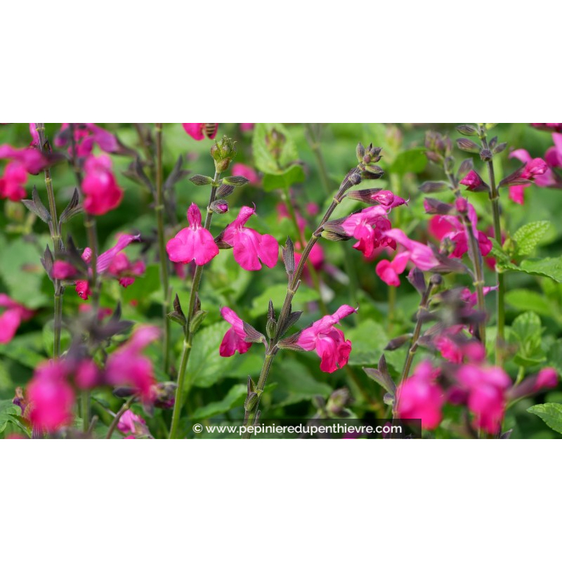 SALVIA microphylla 'Cerro Potosi'