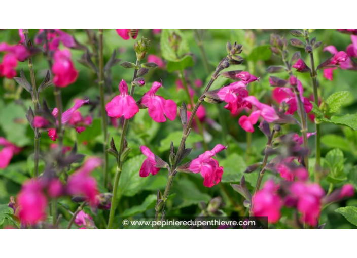 Salvia Microphylla 'Cera Potosi' - Sauge Arbustive Fleurs Rose Magenta | Conteneur 3-4L, Vivace Rustique -10°C
