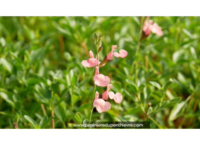 SALVIA microphylla 'Ribambelle'