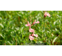 SALVIA microphylla 'Ribambelle'