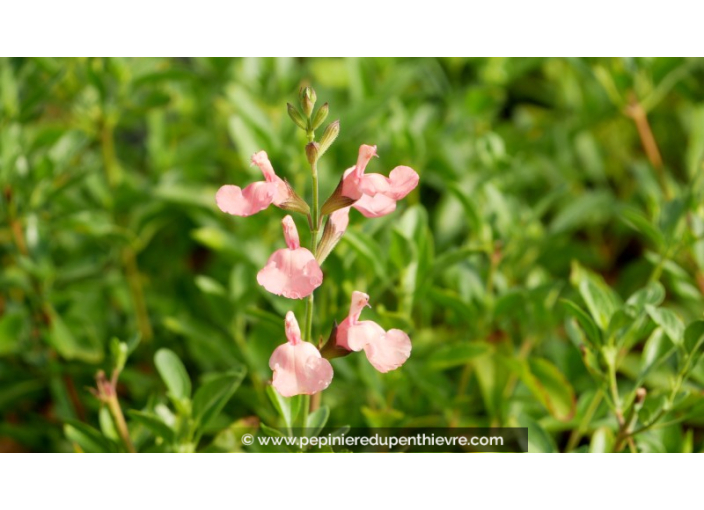 SALVIA microphylla 'Ribambelle'