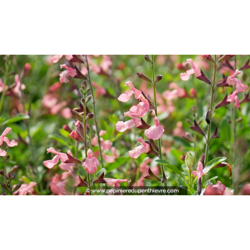SALVIA microphylla 'Ribambelle'