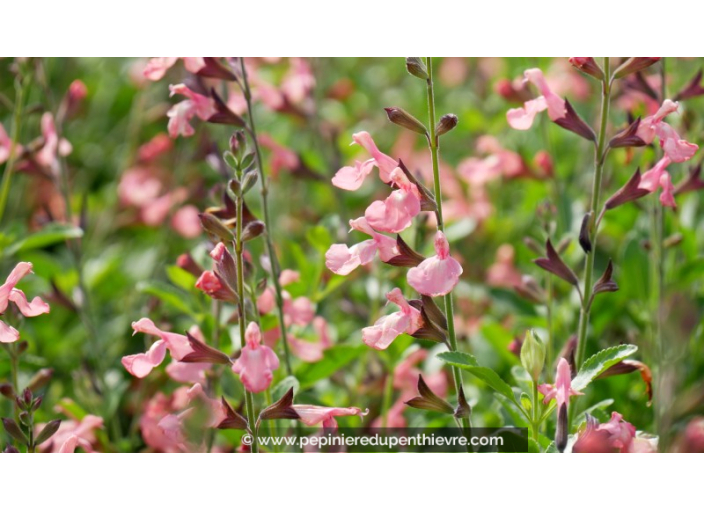 SALVIA microphylla 'Ribambelle'