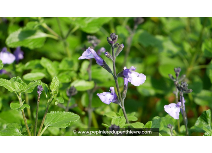SALVIA 'So Cool Pale Blue'®