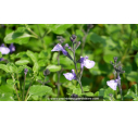 SALVIA 'So Cool Pale Blue'®