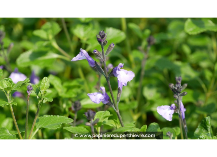 SALVIA 'So Cool Pale Blue'®