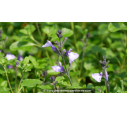 SALVIA 'So Cool Pale Blue'®