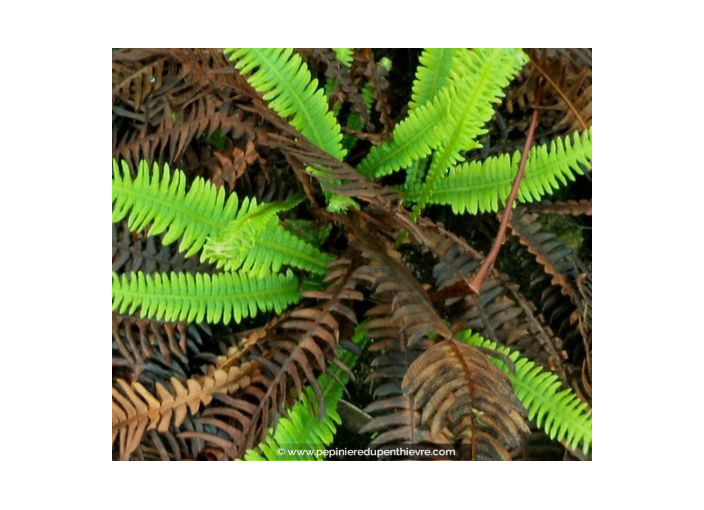 BLECHNUM spicant BLECHNUM spicant