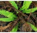 BLECHNUM spicant BLECHNUM spicant