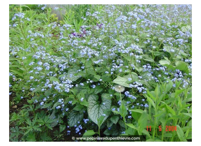 BRUNNERA macrophylla 'Jack Frost' ®