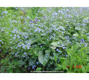 BRUNNERA macrophylla 'Jack Frost' ®