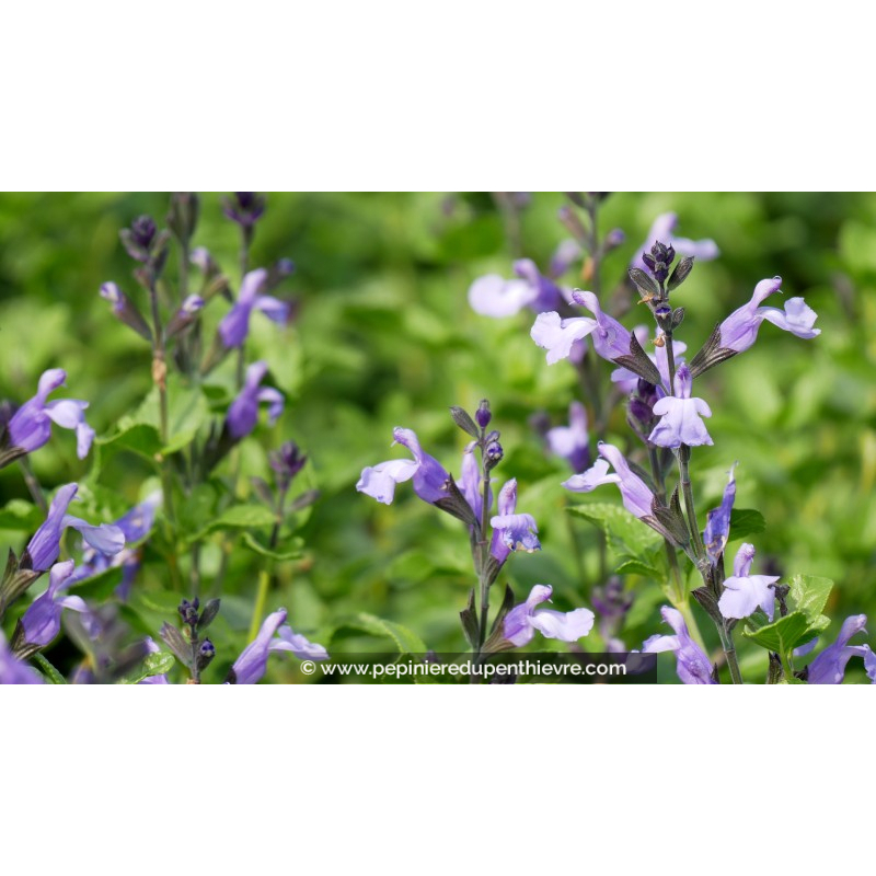 SALVIA 'So Cool Pale Blue'®