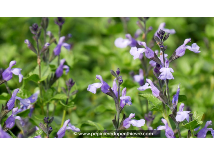 SALVIA 'So Cool Pale Blue'®