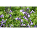 SALVIA 'So Cool Pale Blue'®