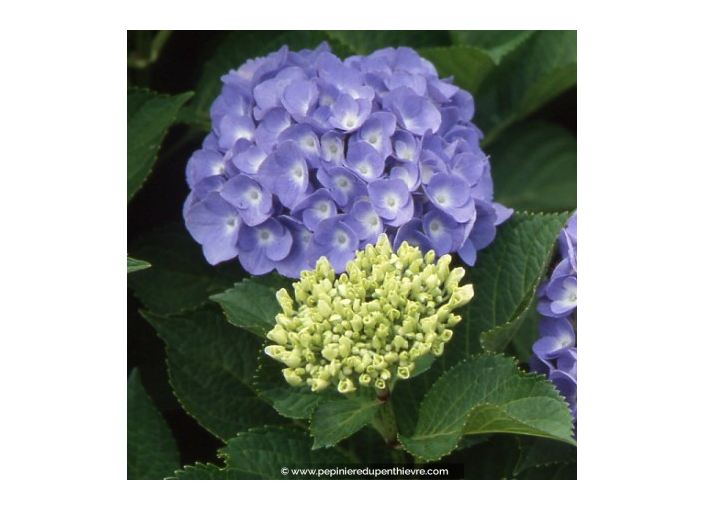 HYDRANGEA macrophylla 'Bodensee'
