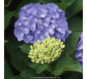 HYDRANGEA macrophylla 'Bodensee'