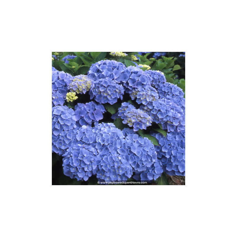 HYDRANGEA macrophylla 'Bodensee'