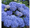 HYDRANGEA macrophylla 'Bodensee'