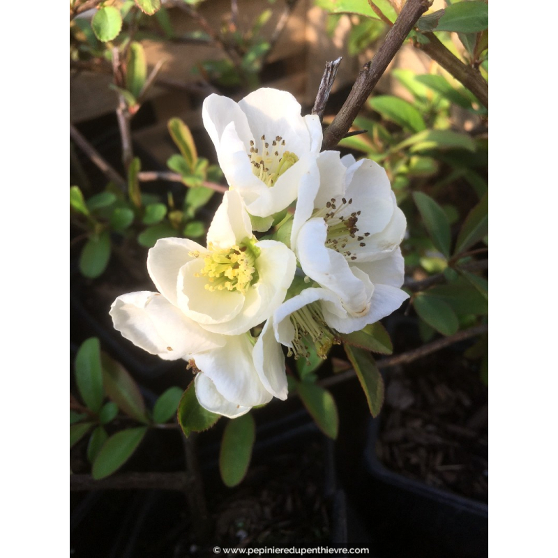 CHAENOMELES speciosa 'Nivalis'