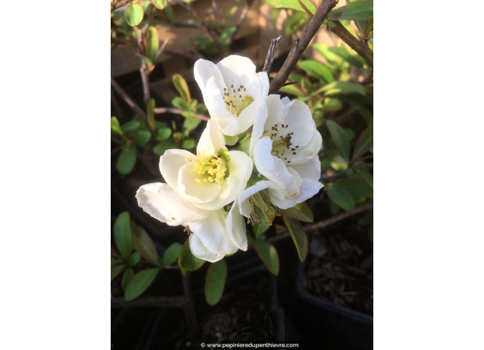 CHAENOMELES speciosa 'Nivalis'