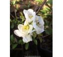 CHAENOMELES speciosa 'Nivalis' CHAENOMELES speciosa 'Nivalis'
