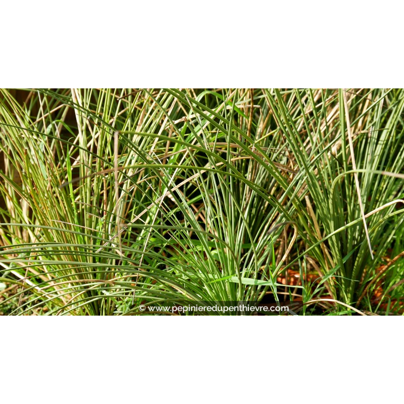 DASYLIRION longissimum