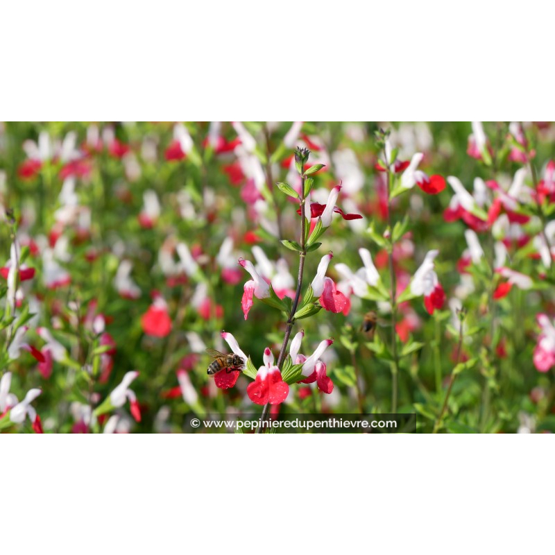 SALVIA microphylla 'Hot Lips'