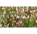 SALVIA microphylla 'Hot Lips' SALVIA microphylla 'Hot Lips'