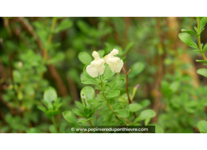 SALVIA greggii 'Sungold'