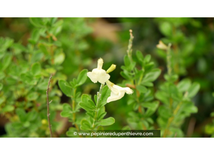 SALVIA greggii 'Sungold'