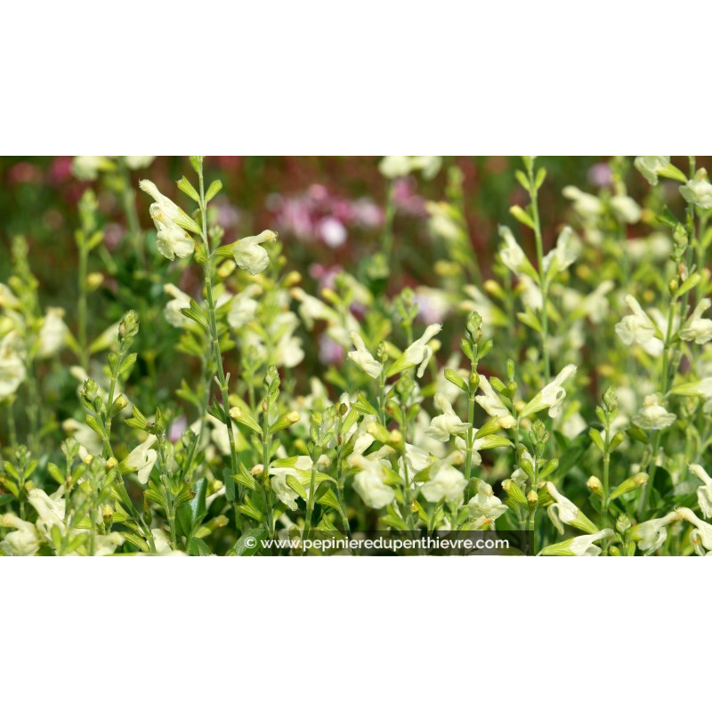 SALVIA greggii 'Sungold'