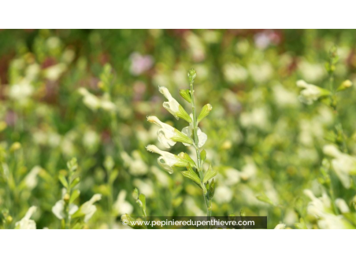 SALVIA greggii 'Sungold'