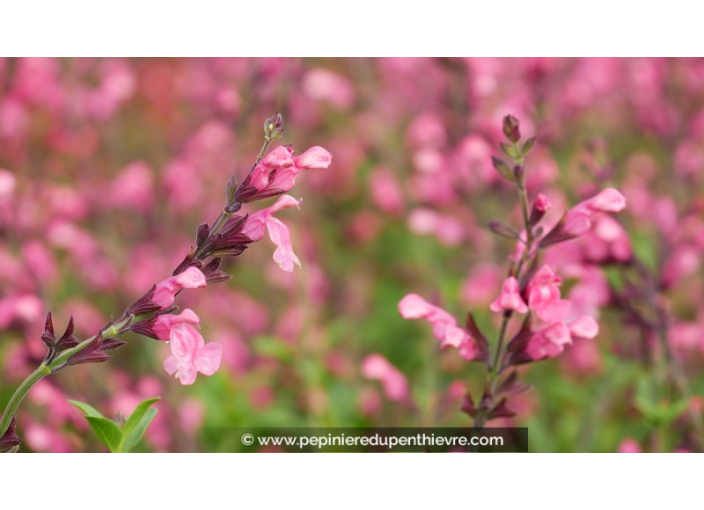 SALVIA x jamensis 'La Siesta'