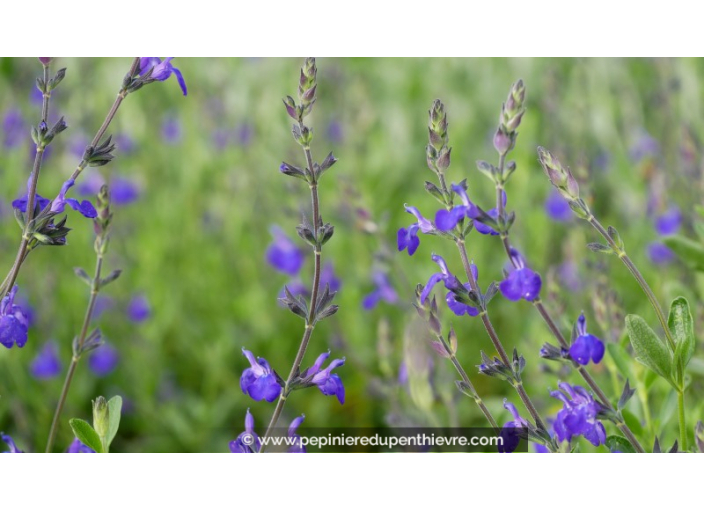 SALVIA 'Blue Note'®