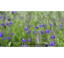SALVIA 'Blue Note'®