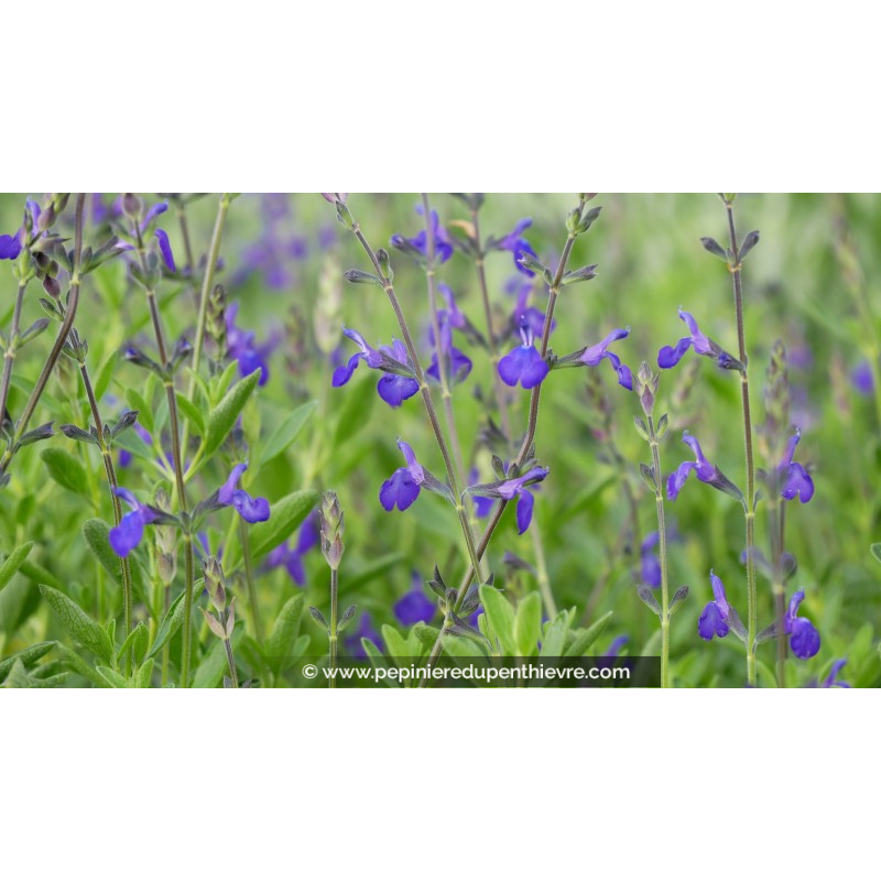 SALVIA 'Blue Note'®