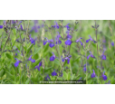 SALVIA 'Blue Note'®