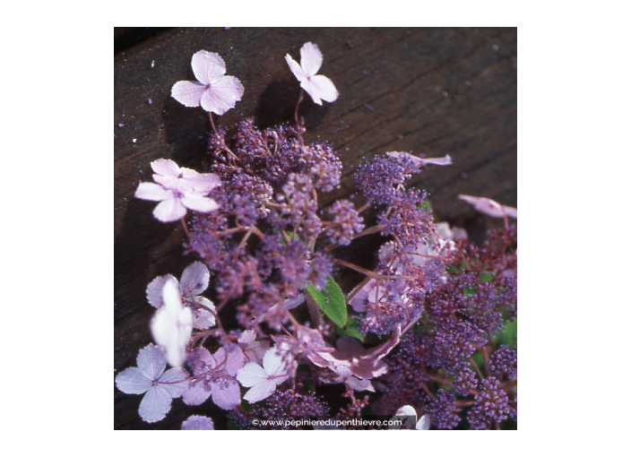 HYDRANGEA aspera 'Villosa'