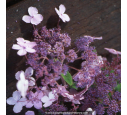 HYDRANGEA aspera 'Villosa'