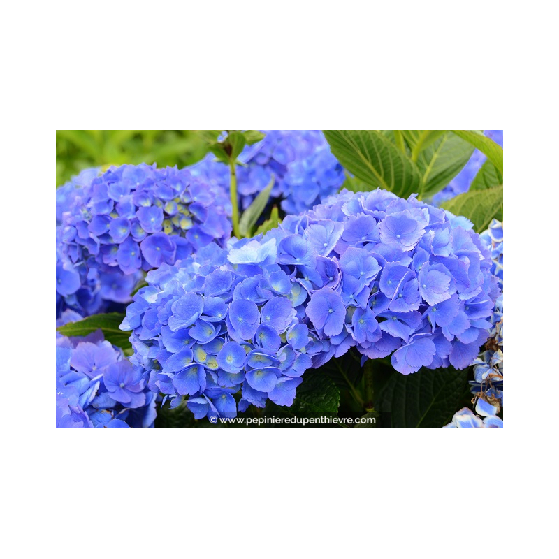 HYDRANGEA macrophylla 'Mathilde Gutges'