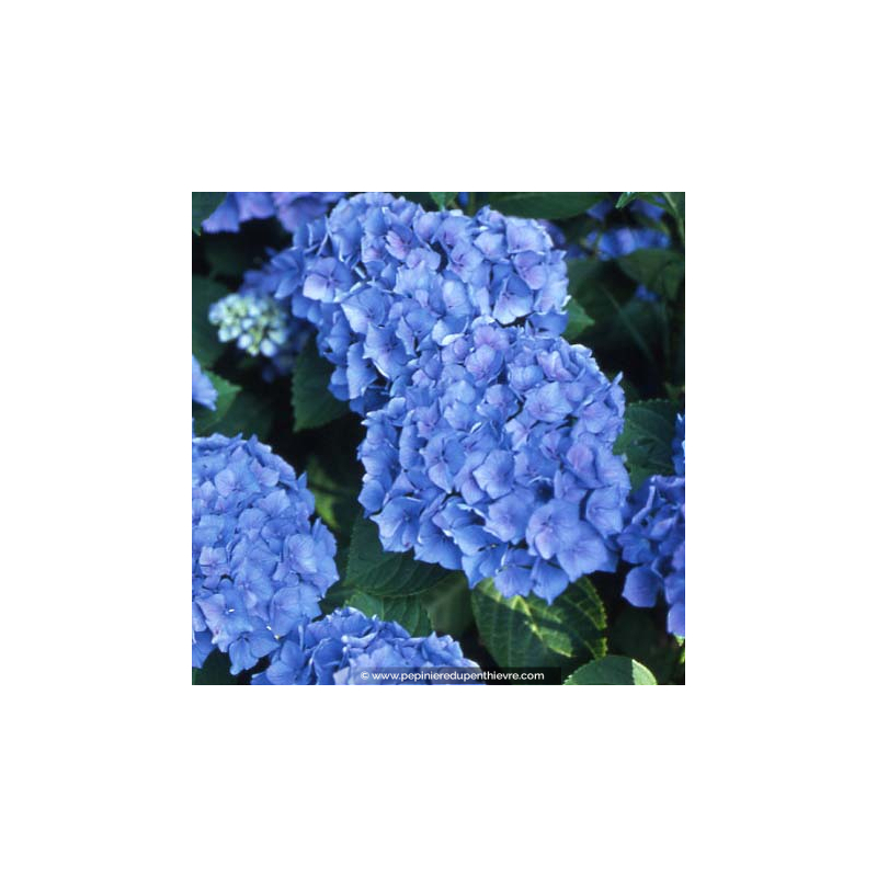HYDRANGEA macrophylla 'Renate Steiniger'