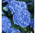 HYDRANGEA macrophylla 'Renate Steiniger'
