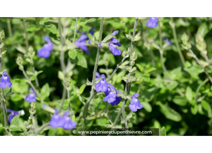 SALVIA chamaedryoides