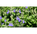 SALVIA chamaedryoides